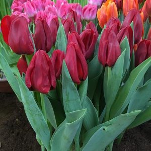 Tulipa Seadov - Tulipán