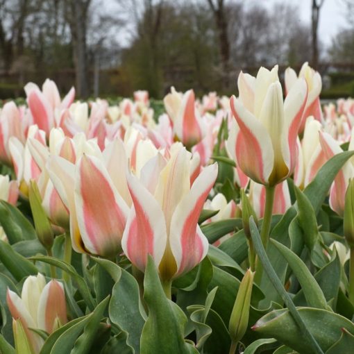 Tulipa Serano - Tulipán