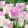 Tulipa Shirley - Tulipán
