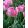 Tulipa Silver Parrot - Tulipán