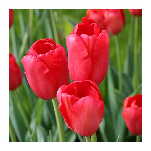 Tulipa Sky High Scarlet - Tulipán