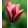 Tulipa Slawa - Tulipán
