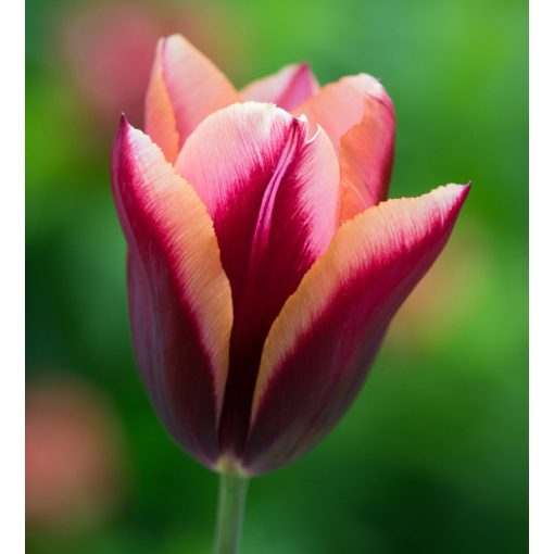Tulipa Slawa - Tulipán