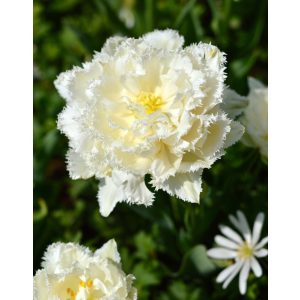 Tulipa Snow Crystal - Tulipán