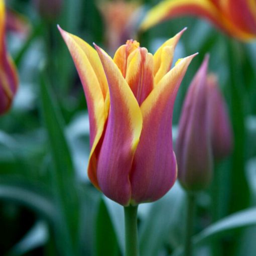 Tulipa Sonnet - Tulipán