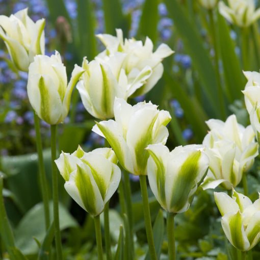 Tulipa Spring Green - Tulipán