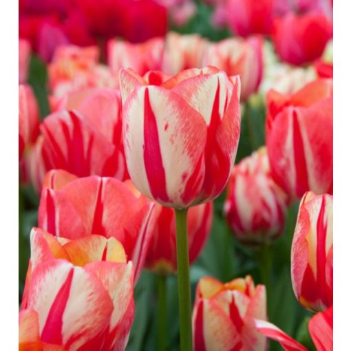 Tulipa Spryng Break - Tulipán