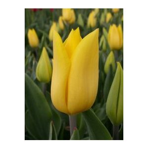 Tulipa Strong Gold - Tulipán