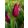 Tulipa Strong Love - Tulipán