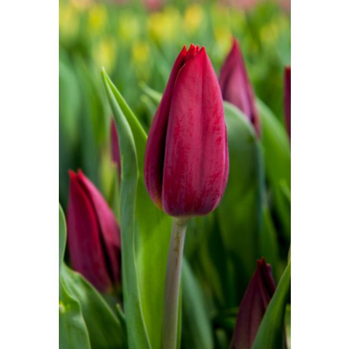 Tulipa Strong Love - Tulipán