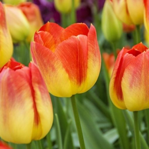 Tulipa Suncatcher - Tulipán