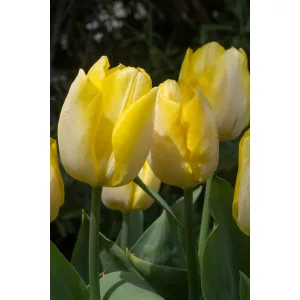 Tulipa Sunny Prince - Tulipán