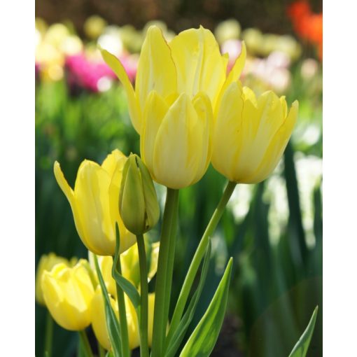 Tulipa Sunshine Club - Tulipán