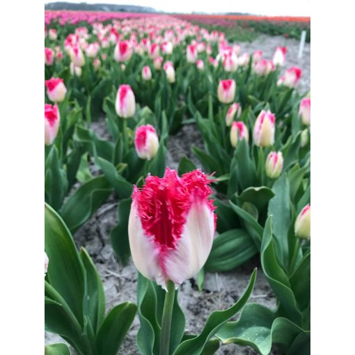 Tulipa Sweets Paradise - Tulipán