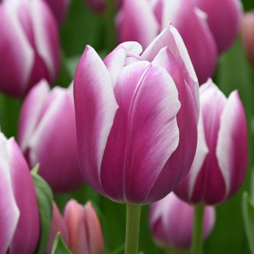 Tulipa Synadea Blue - Tulipán