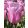 Tulipa Synaeda Amor - Tulipán