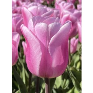 Tulipa Synaeda Amor - Tulipán