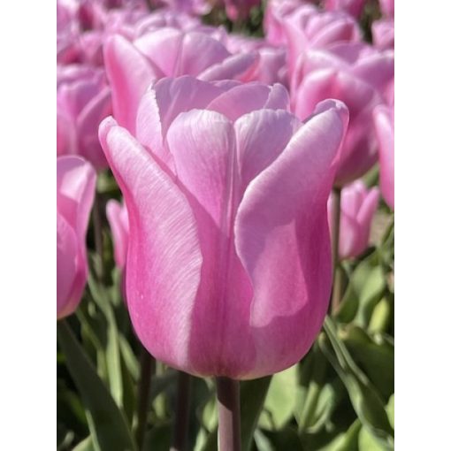 Tulipa Synaeda Amor - Tulipán