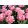 Tulipa-039Tabledance040