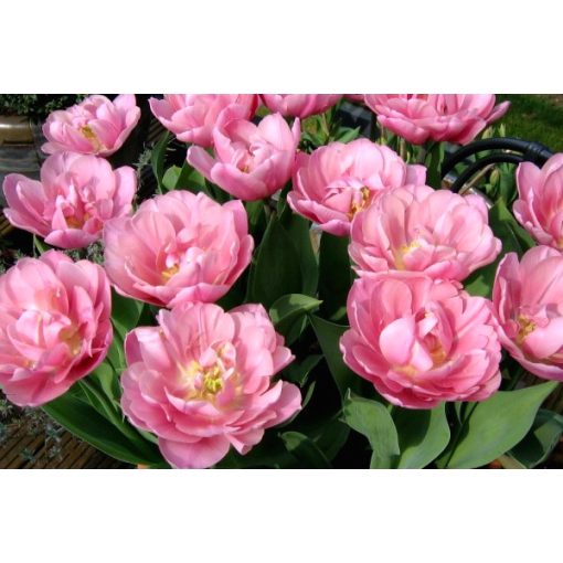 Tulipa-039Tabledance040