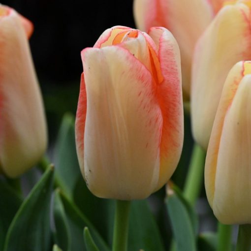 Tulipa-039Tequila-Sunrise040