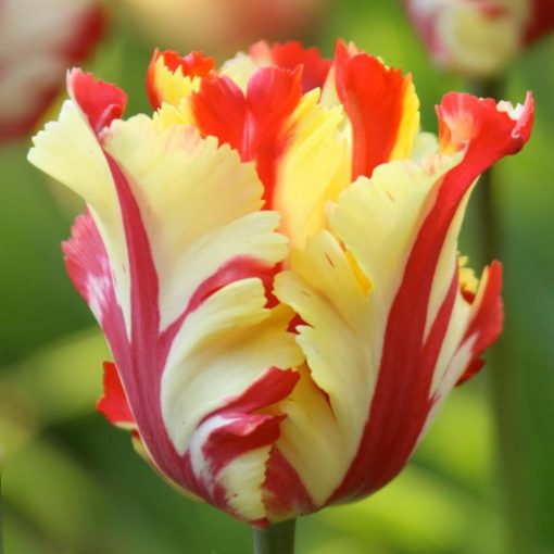 tulipa-texas-flame