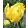 Tulipa-039Texas-Gold040