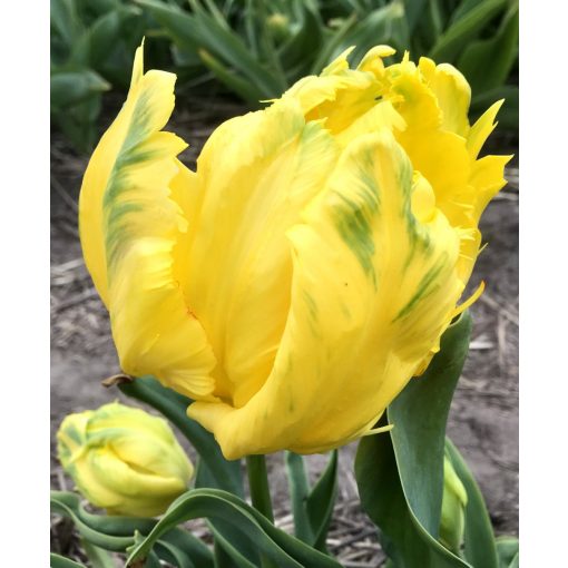 Tulipa-039Texas-Gold040