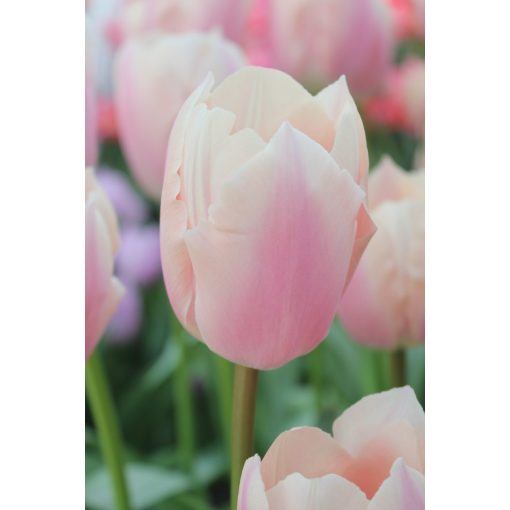 tulipa-sweet-love