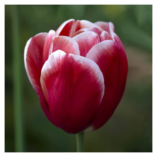 Tulipa-039Timeless040