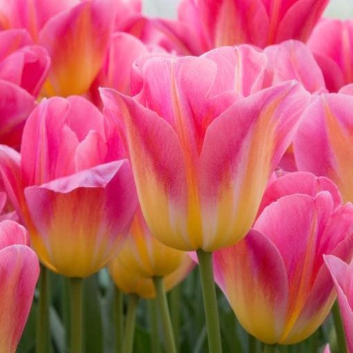 tulipa-tom-pouce