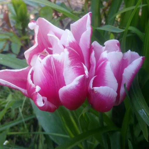 tulipa-toplips
