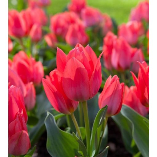 tulipa-toronto