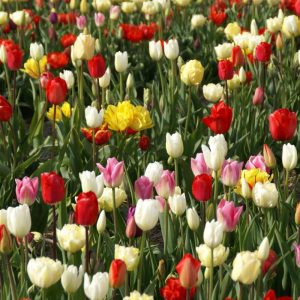 Tulipa Triumph Mix - Tulipán