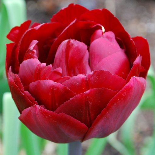 tulipa-uncle-tom