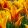 tulipa-vendee-globe