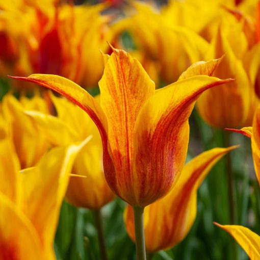 tulipa-vendee-globe