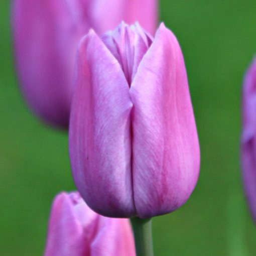Tulipa-039Violet-Beauty040