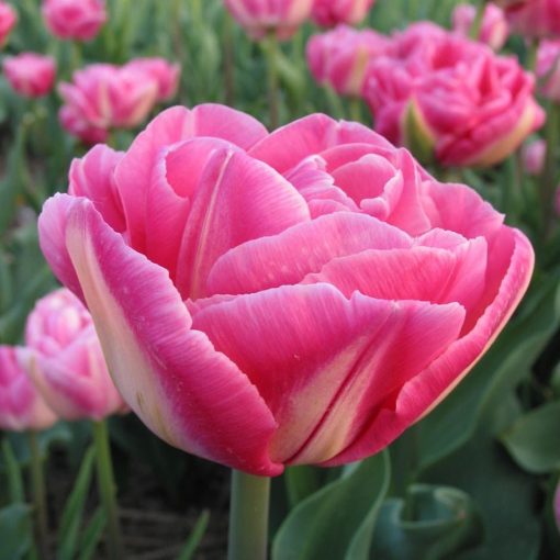 tulipa-voque