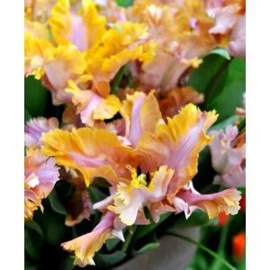 Tulipa Vovos - Tulipán