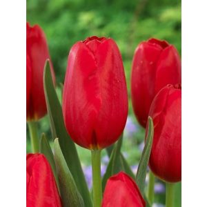 Tulipa Warszawa - Tulipán