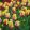 Tulipa Washington - Tulipán