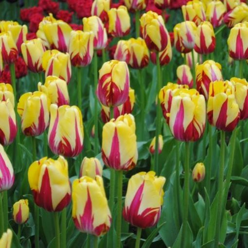 Tulipa Washington - Tulipán