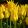 Tulipa West Point - Tulipán
