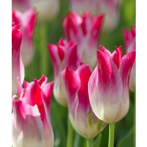 Tulipa Whispering Dream - Tulipán