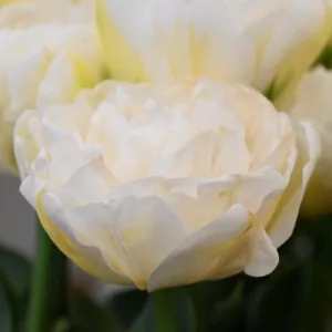 Tulipa White Bridge - Tulipán