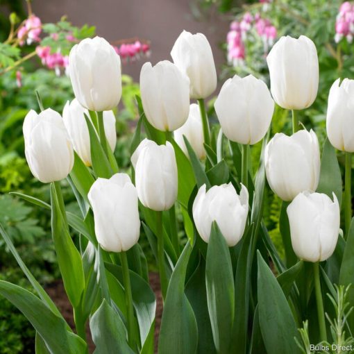 Tulipa White Dynasty - Tulipán