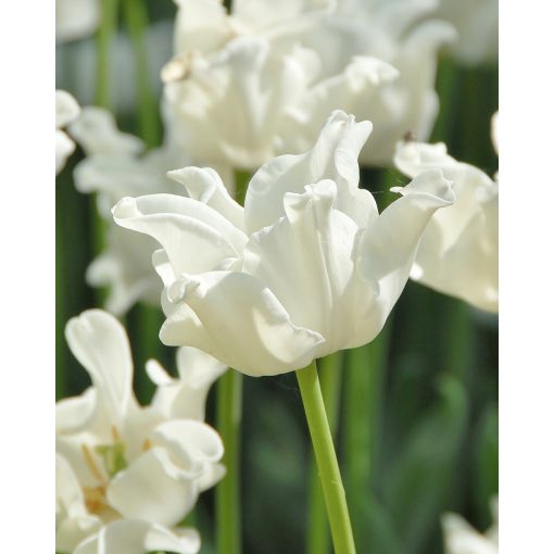 Tulipa White Liberstar - Tulipán