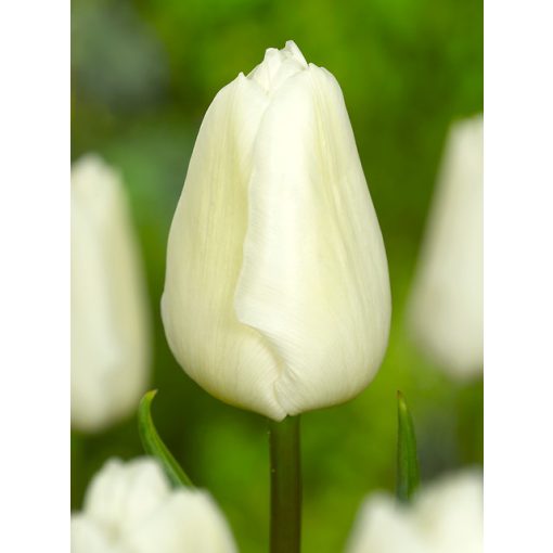 Tulipa White Prince - Tulipán