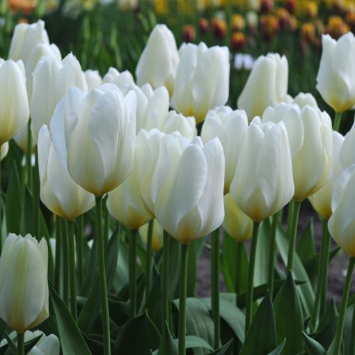 Tulipa White Purissima - Tulipán